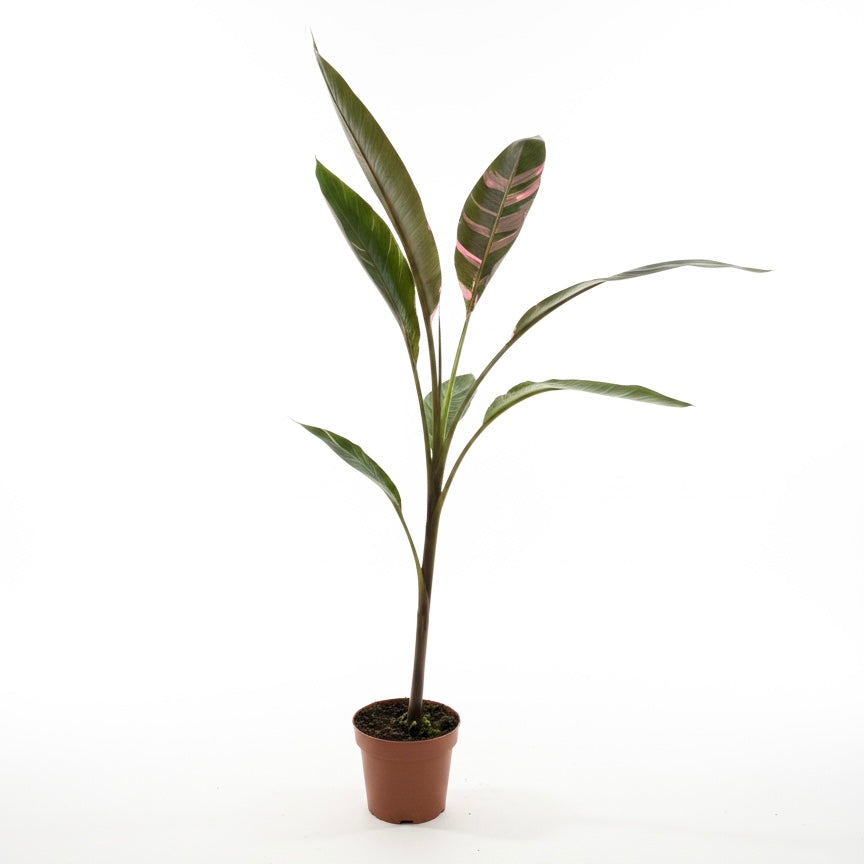 Large Musa Nono Variegated Pink 17cm Pot Size Houseplant