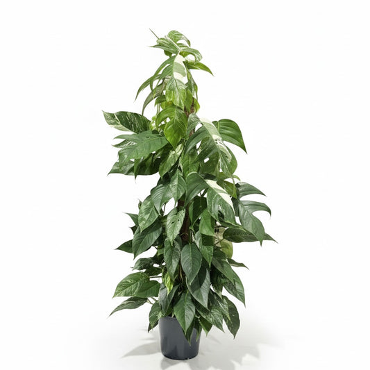 Large Epipremnum Pinnatum Variegata Mosspole 24cm Pot Size Houseplant