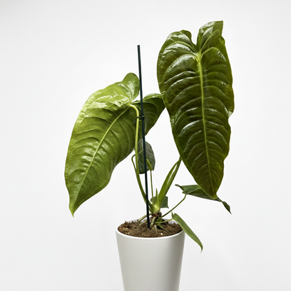 Anthurium Veitchii 21cm Houseplant