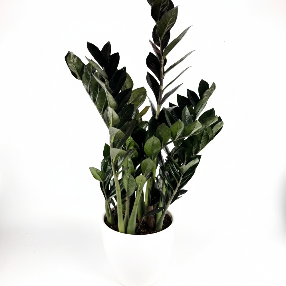 LARGE Zami Black Super Nova Houseplant