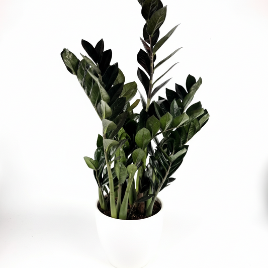 LARGE Zami Black Super Nova Houseplant