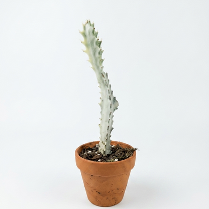 Euphorbia Lactia White Ghost 8cm Houseplant