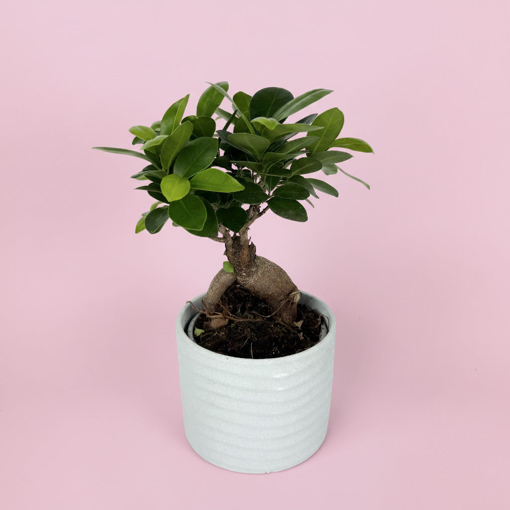 Ficus Ginseng Houseplant And Ceramic Pot Gift Set