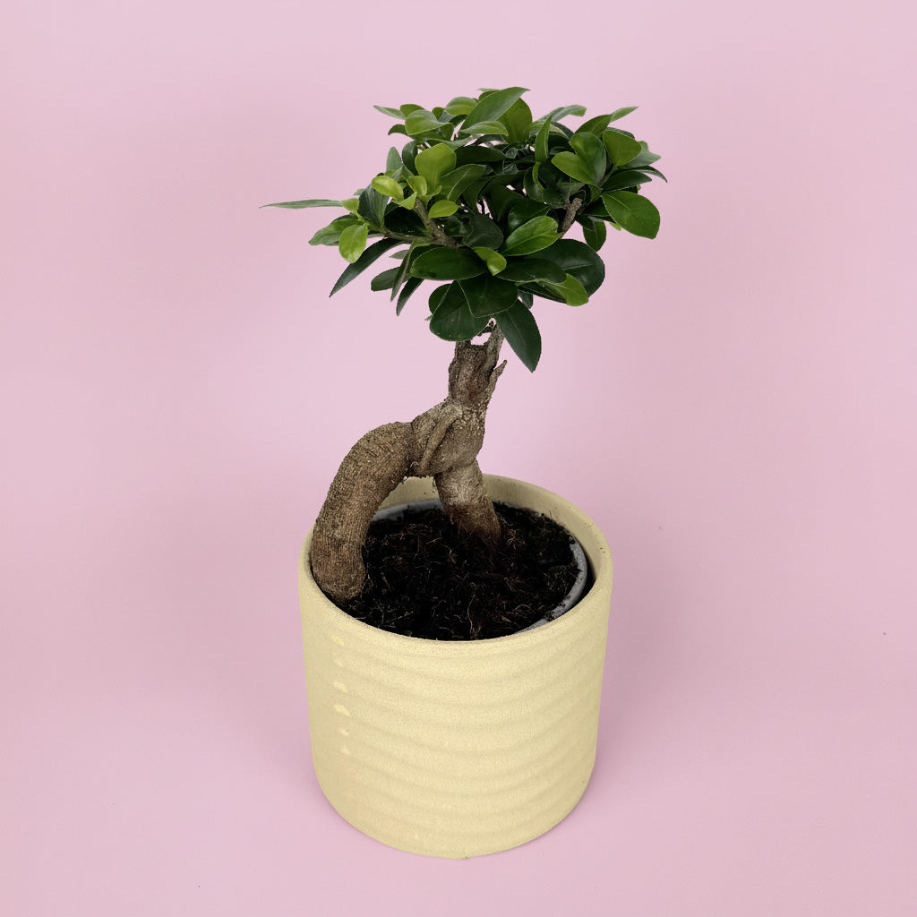 Ficus Ginseng Houseplant And Ceramic Pot Gift Set
