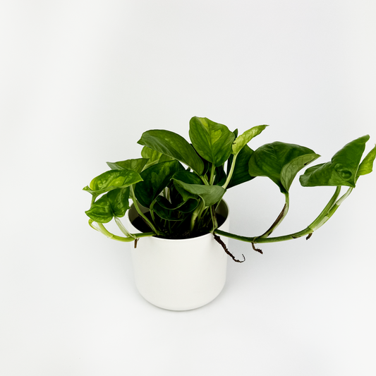 Global Green Pothos Indoor Houseplant