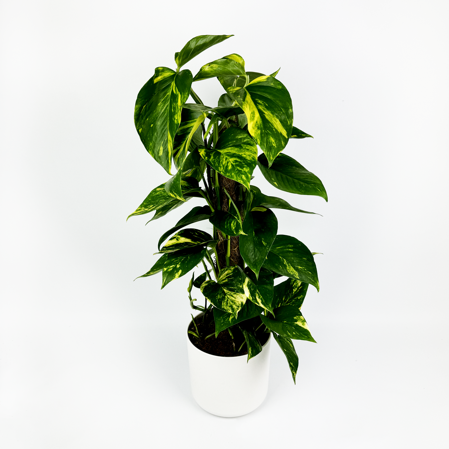 15cm Golden Pothos Moss Pole