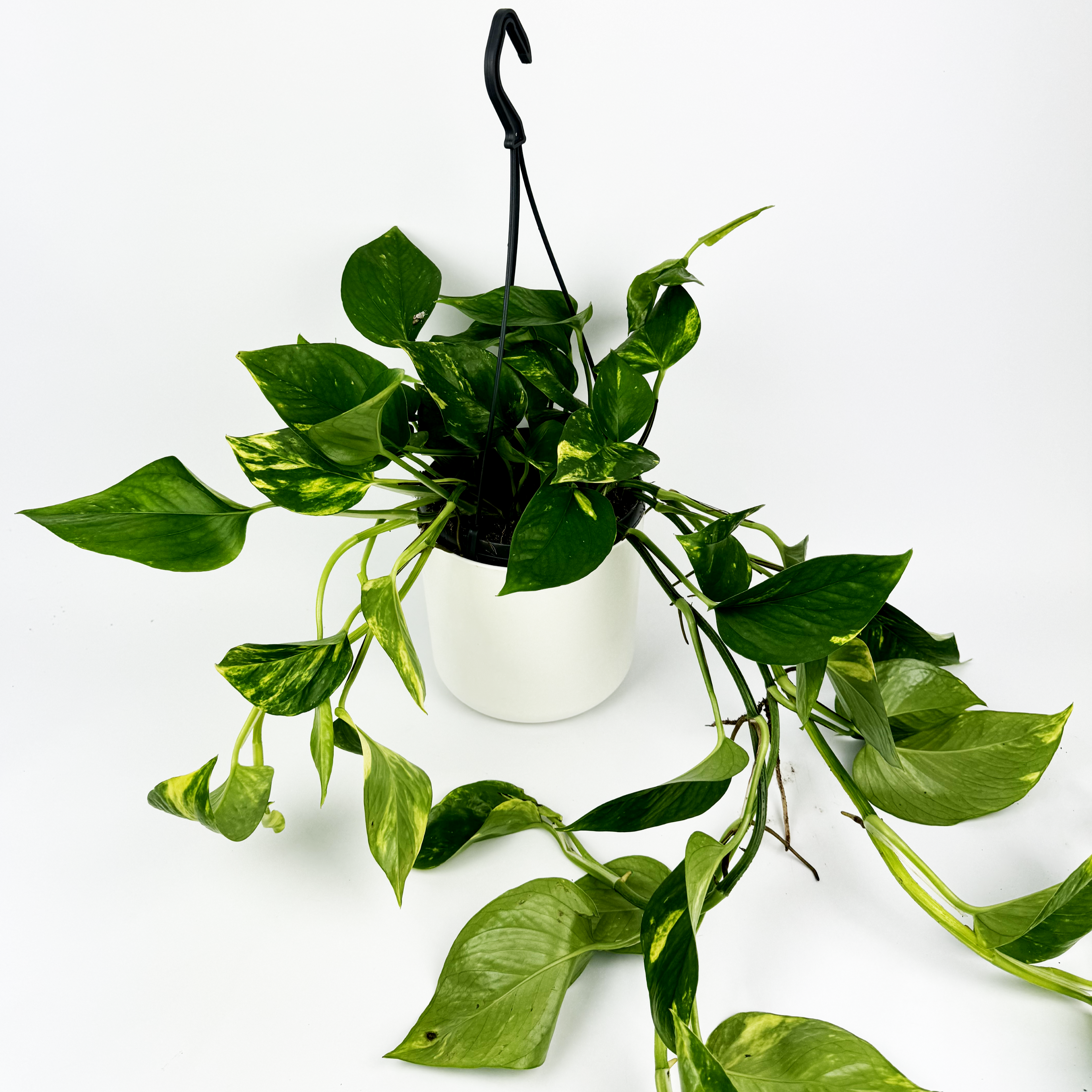 15cm Hanging Golden Pothos