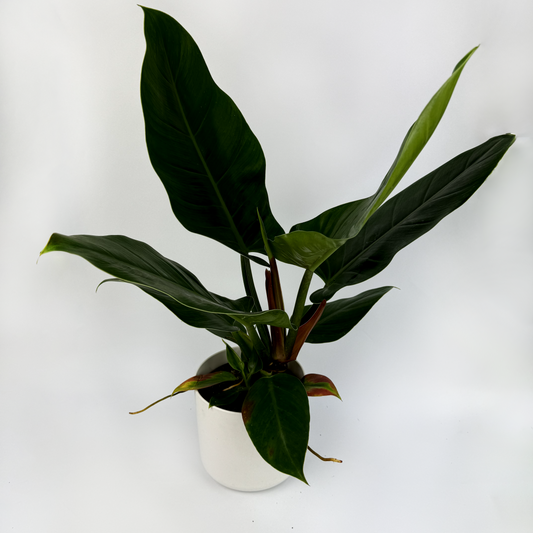 Philodendron Imperial Green Indoor Houseplant