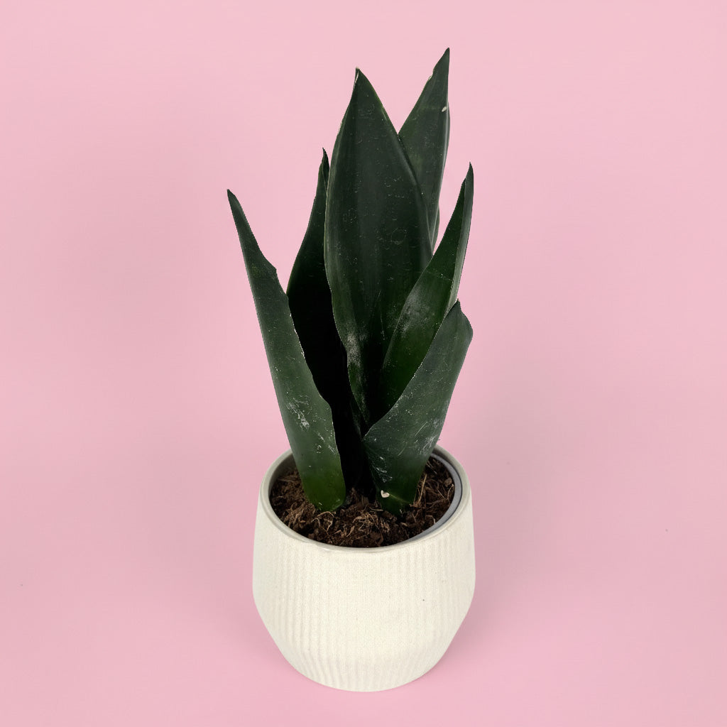 Snake Houseplant And Ceramic Pot Gift Set