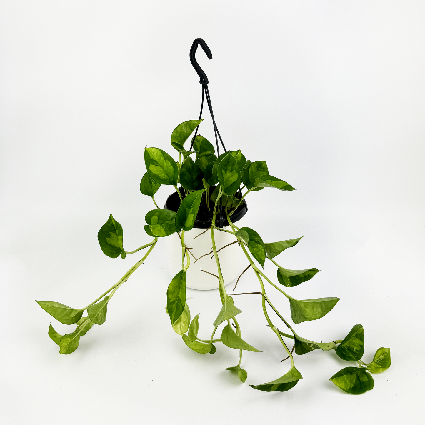 15cm Hanging Green Pothos