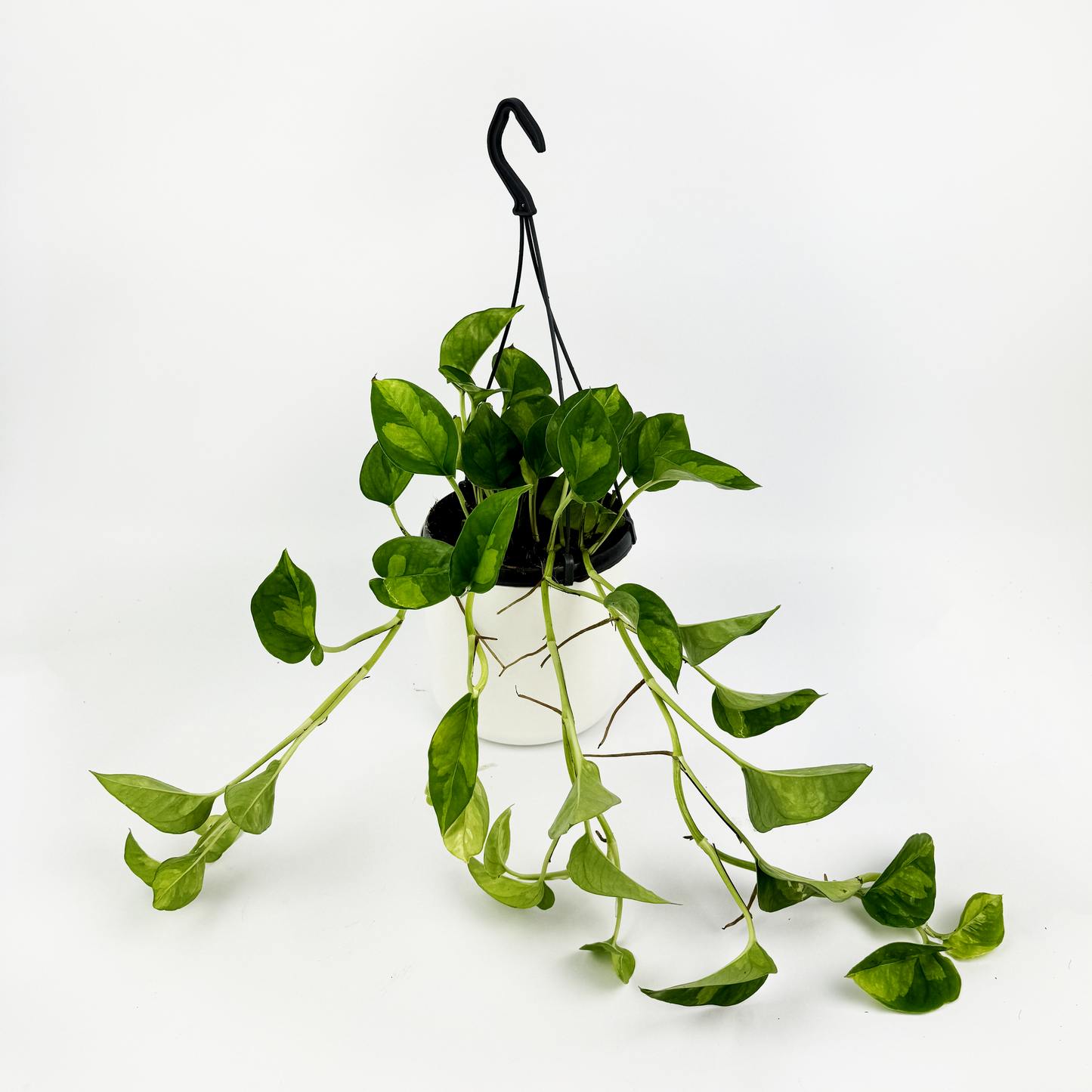 Hanging Global Green Pothos 15cm Houseplant