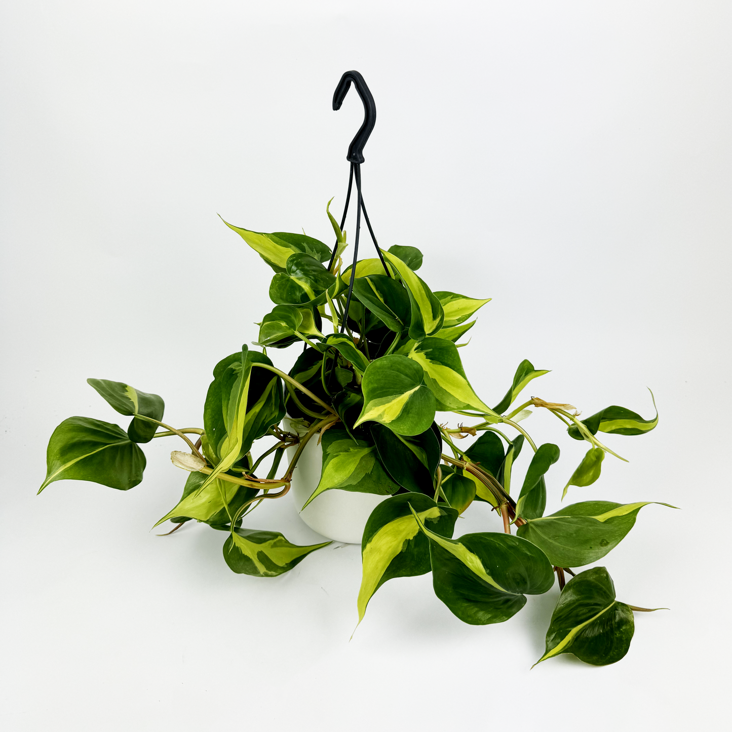 Philodendron Brazil 15cm Hanging pot