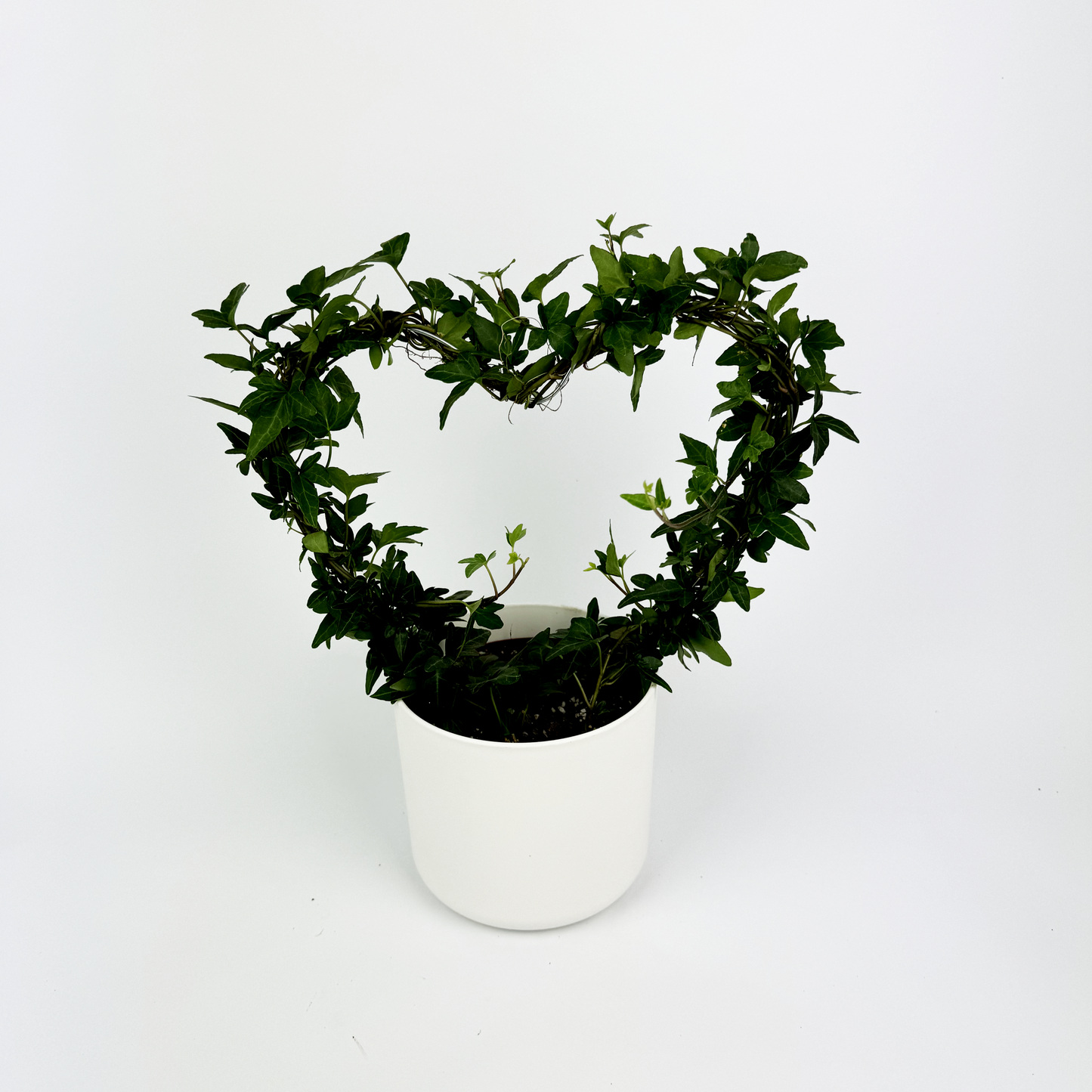 Helix Heart Indoor Houseplant