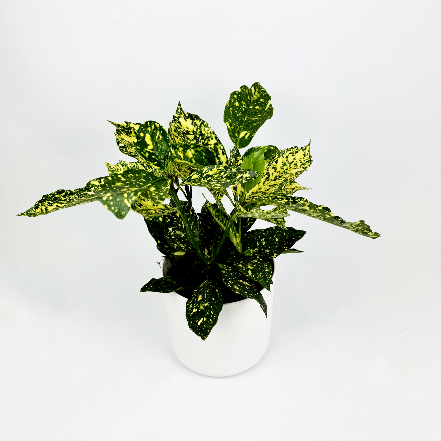 Japanese Laurel Indoor Houseplant