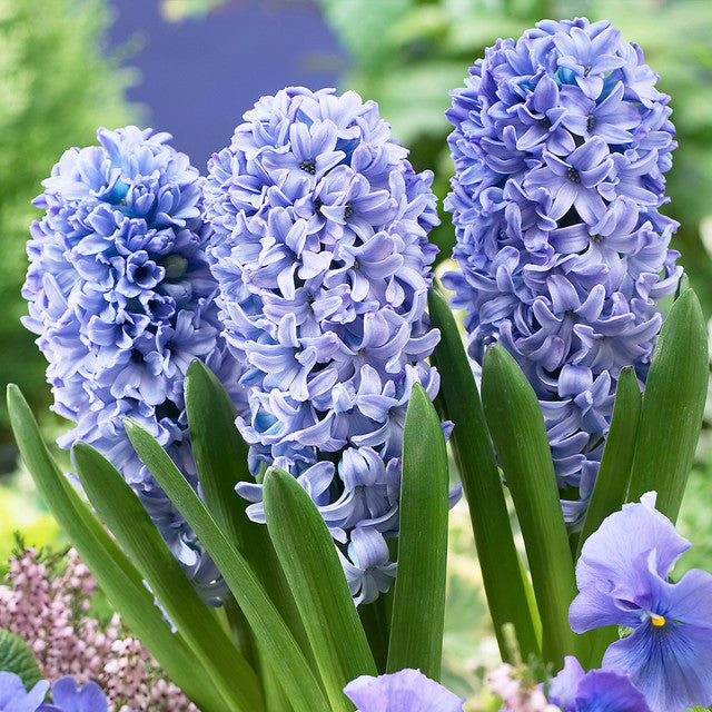 Garden Spring Flowering Bulbs