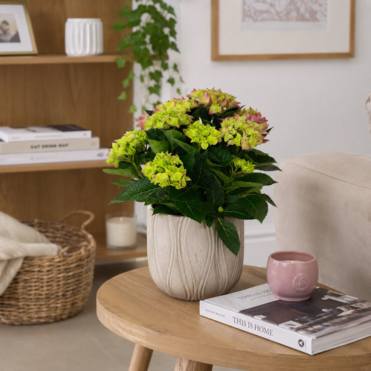 Pink Hydrangea (9 heads+) 14cm Houseplant