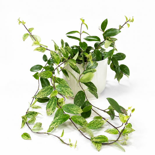 Aeschynanthus Lobbianus Varieged 12cm Pot Size Houseplant