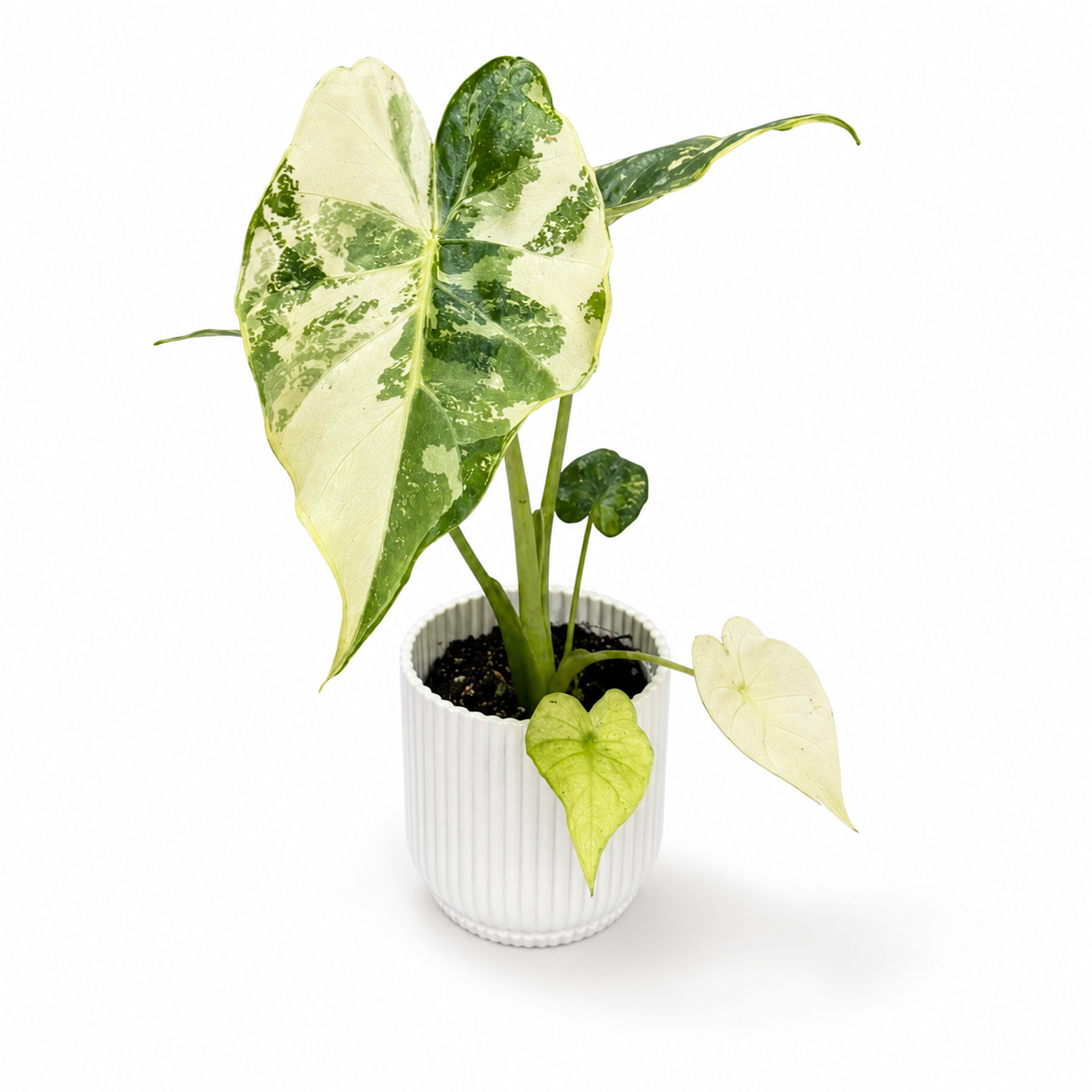 Alocasia Gageana Albo 6cm Houseplant