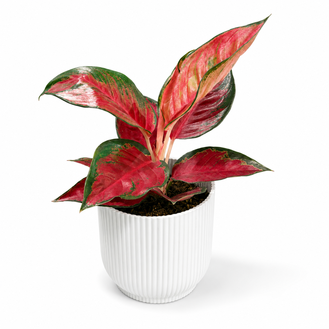 Aglaonema Chili Red 12cm Houseplant