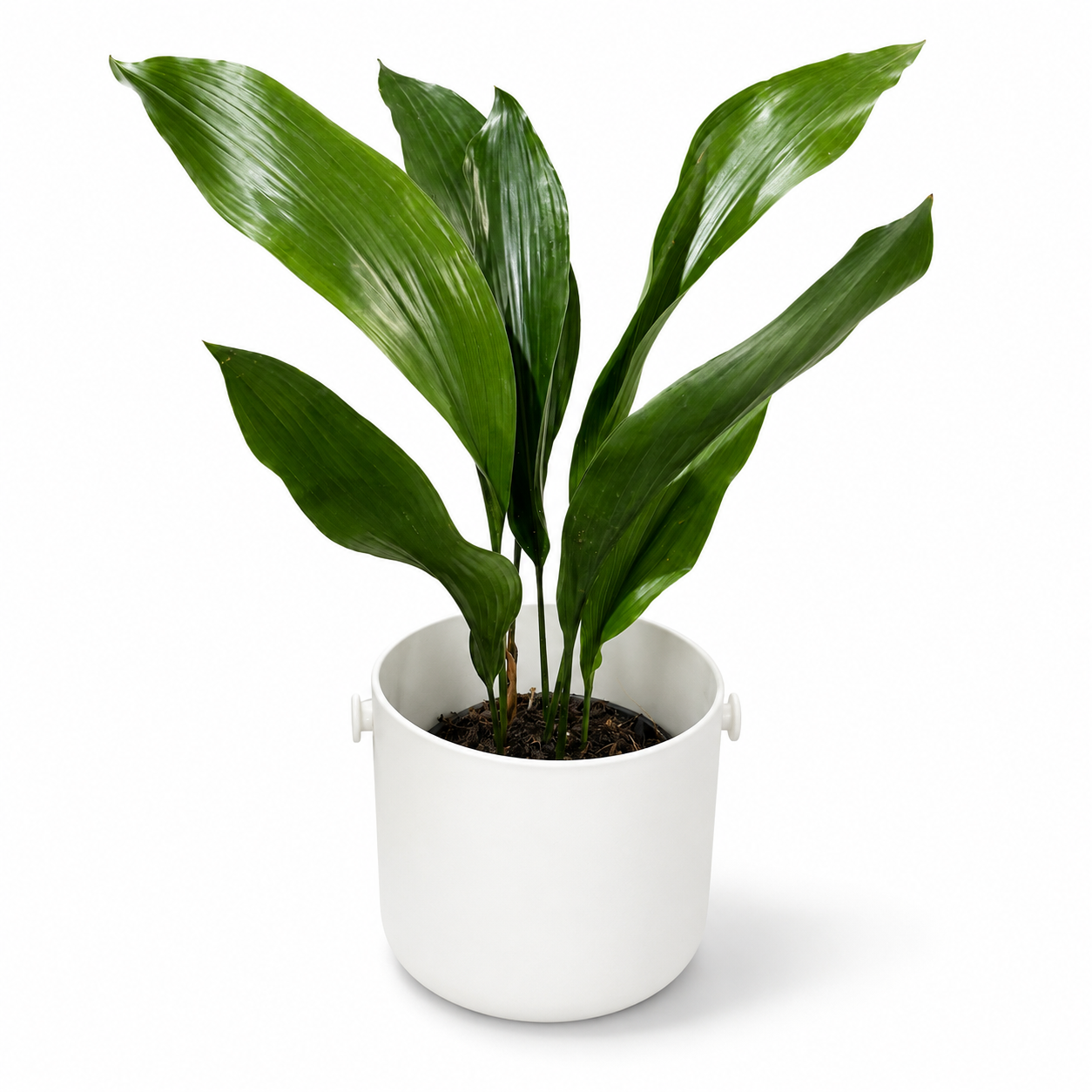 Aspidistra Elatior 13cm Houseplant