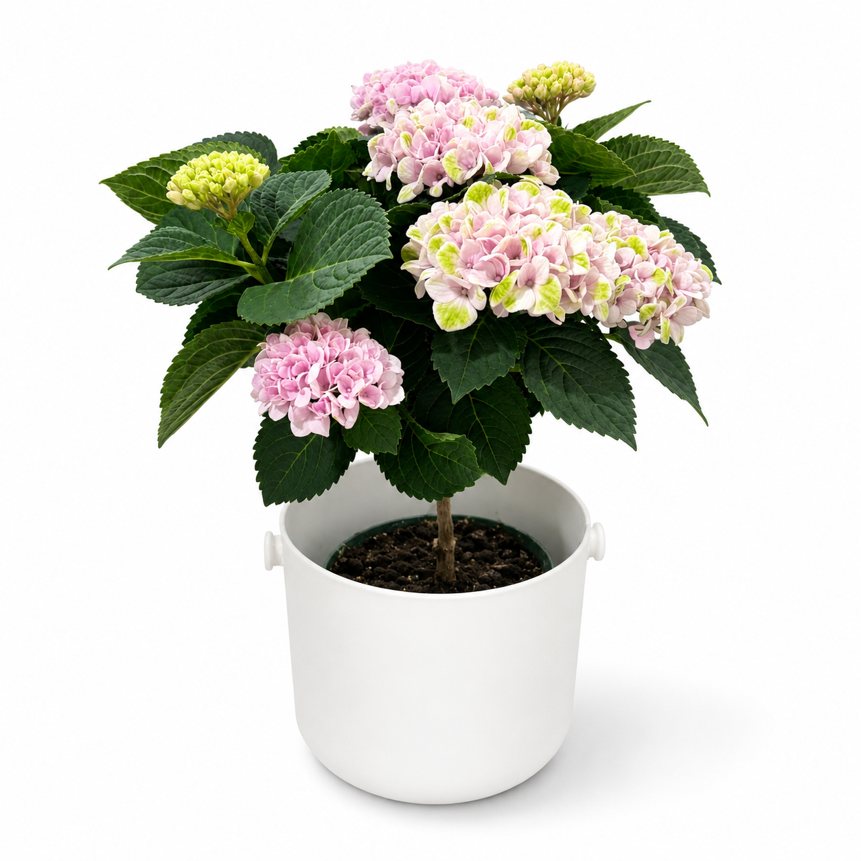 Hydrangea 14cm Plant