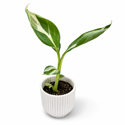 Musa Aeae Variegated 6cm Houseplant
