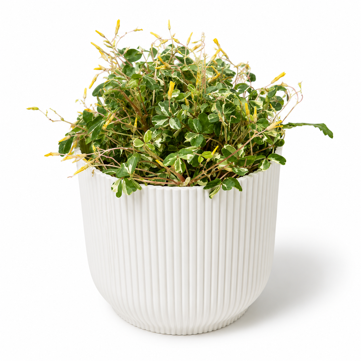 Oxalis Nordlys 10.5cm Houseplant