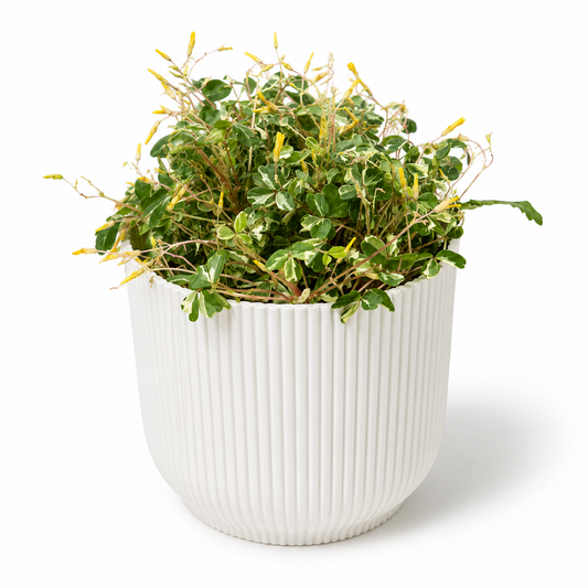 Oxalis Nordlys 10.5cm Houseplant