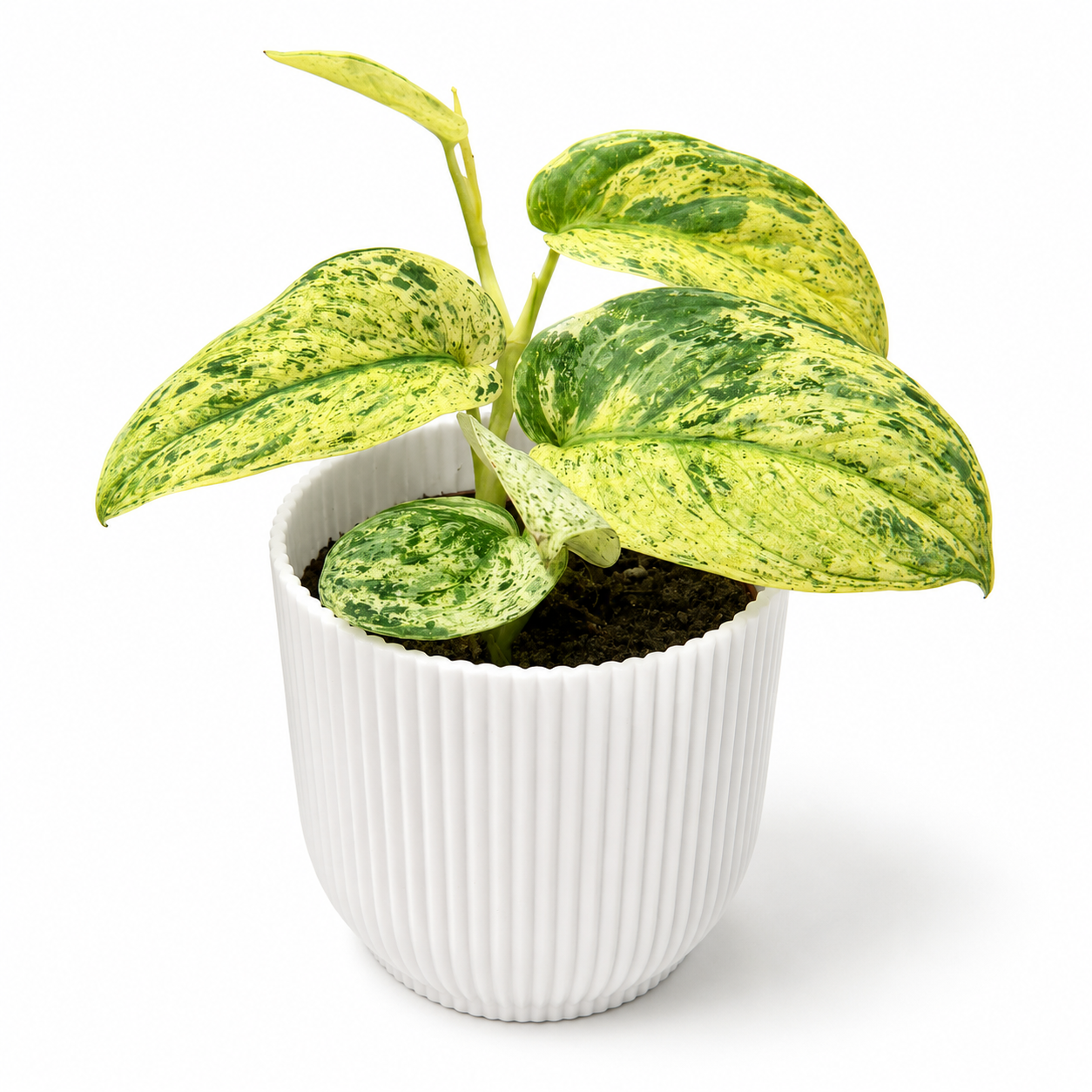 Scindapsus Jade Marble Variegated 10.5cm Houseplant