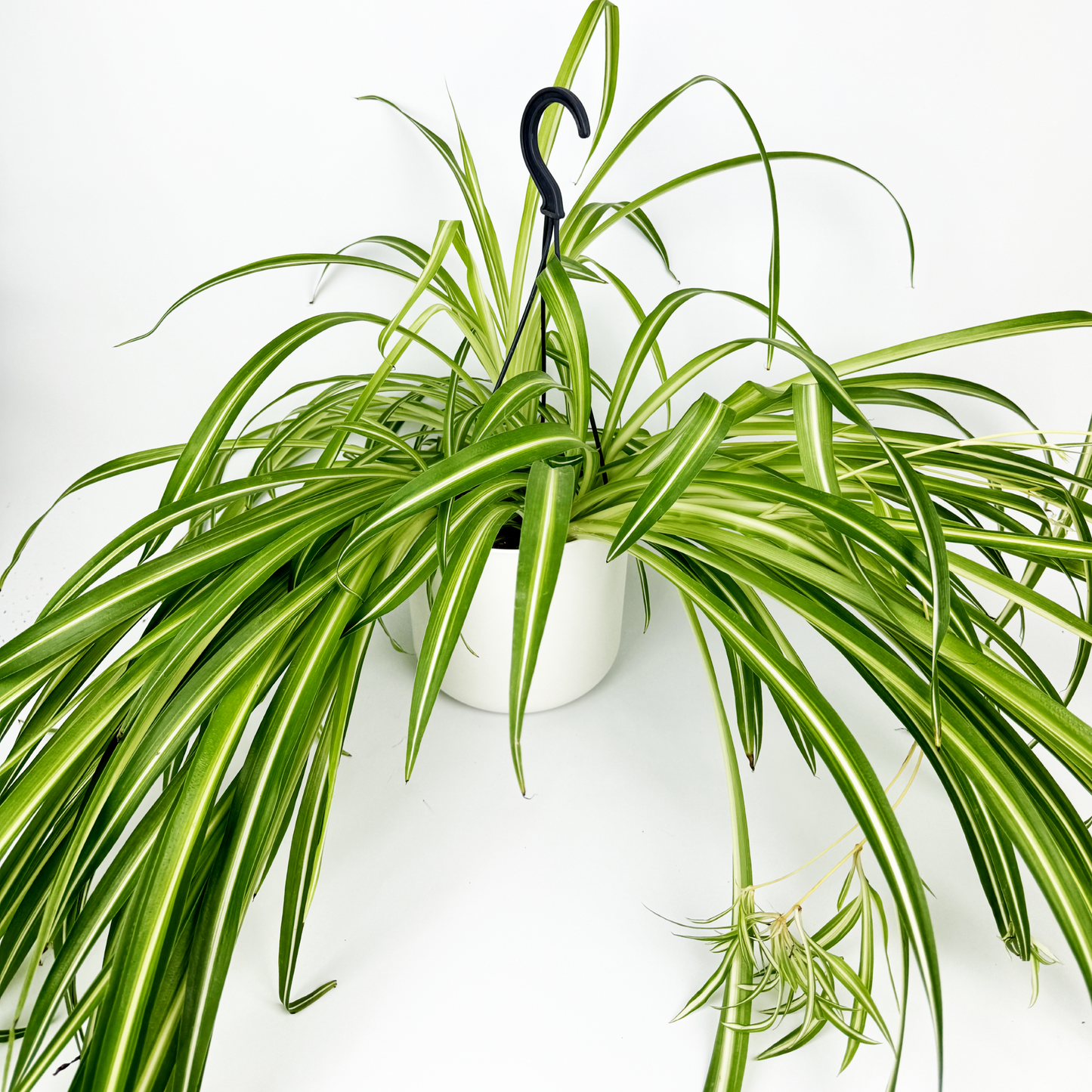 Spider 17cm Hanging Houseplant
