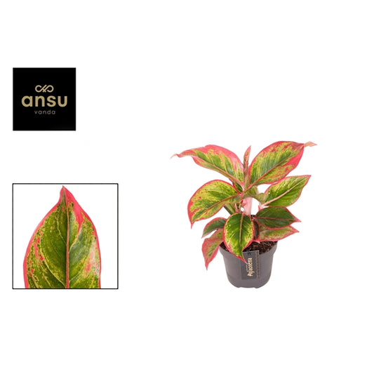 Aglaonema Cadmium Red 12cm Houseplant