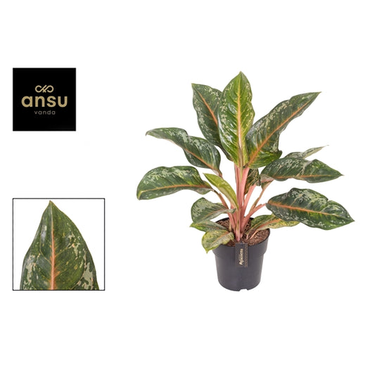 Aglaonema Pumpkin Green 12cm Houseplant