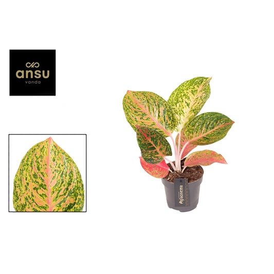 Aglaonema Grand Bouquet 12cm Houseplant
