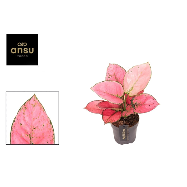 Aglaonema Rose Red 12cm Houseplant