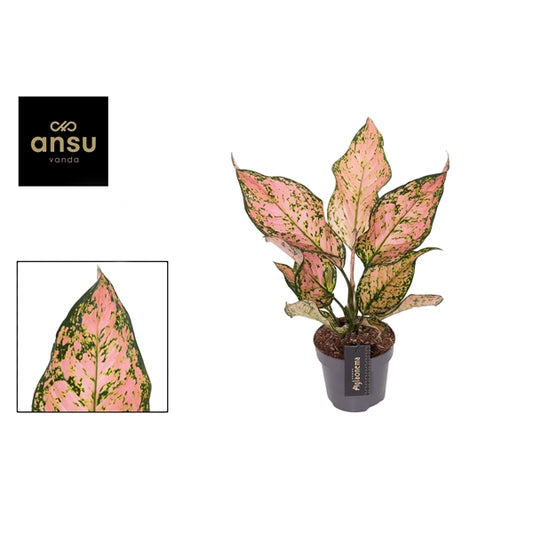 Aglaonema Pink Dolphin 12cm Houseplant