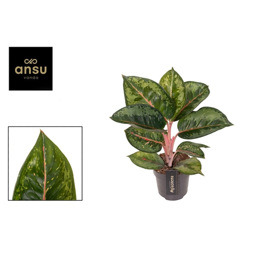 Aglaonema Camo Rubina 12cm Houseplant