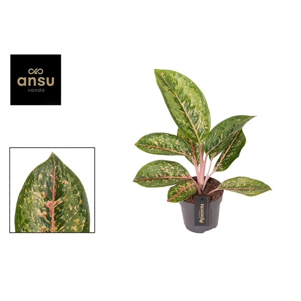 Aglaonema Camo Coralie 12cm Houseplant