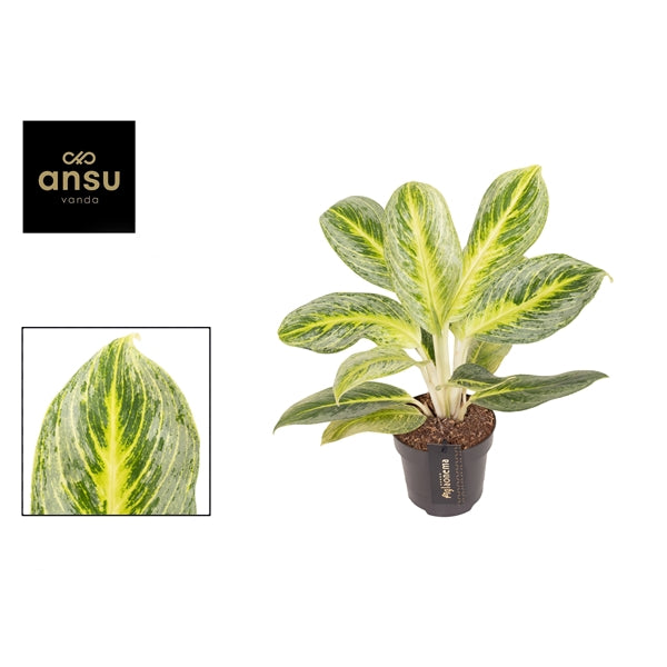 Aglaonema Bitter Lemon 12cm Houseplant