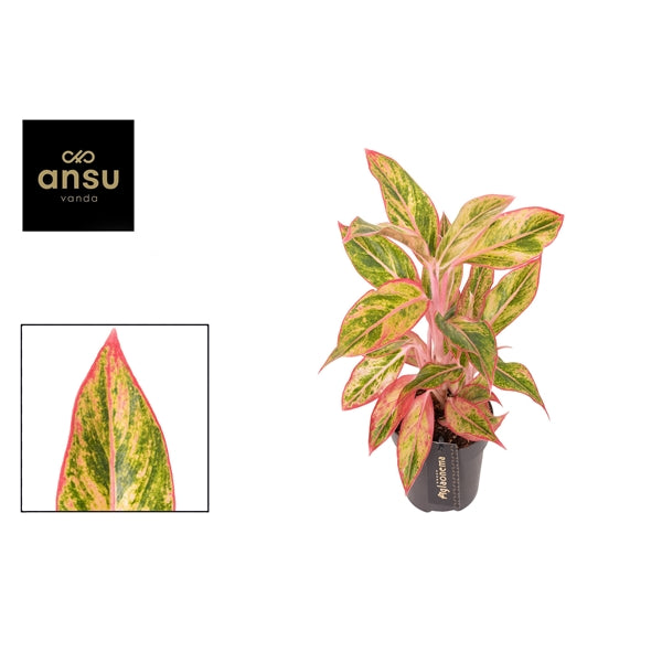 Aglaonema Jungle Nectarine 12cm Houseplant