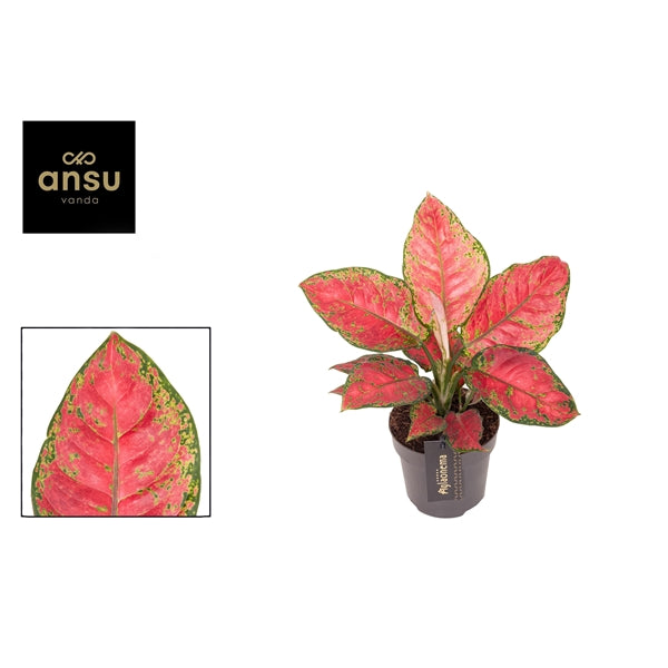 Aglaonema Cayenne Red 12cm Houseplant