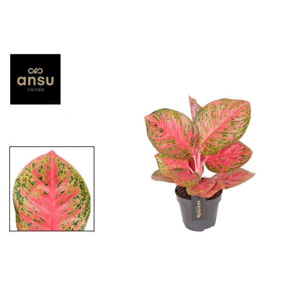 Aglaonema Red Balloon 12cm Houseplant