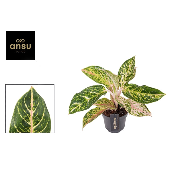 Aglaonema Melon Candy 12cm Houseplant