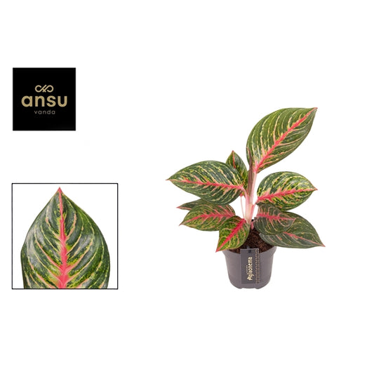 Aglaonema Olive Red 12cm Houseplant