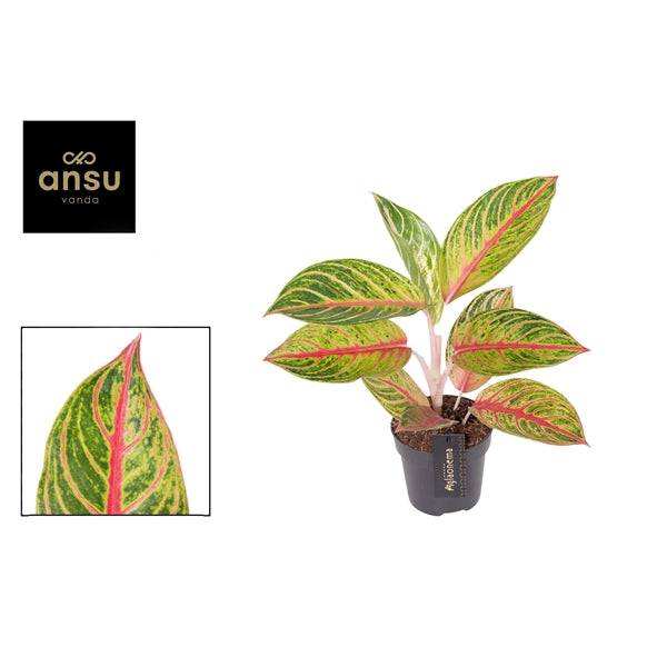 Aglaonema Red Okapi 12cm Houseplant
