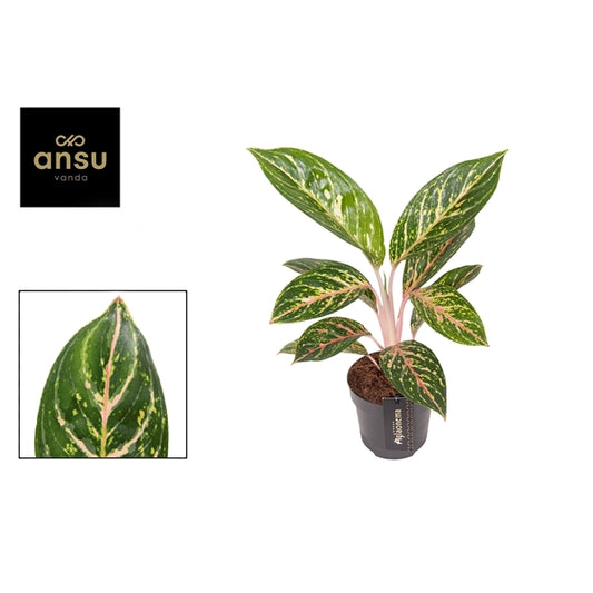 Aglaonema Coco Green 12cm Houseplant