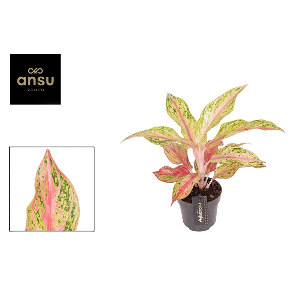 Aglaonema Tahiti Red 12cm Houseplant