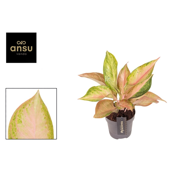 Aglaonema Guave Pink 12cm Houseplant
