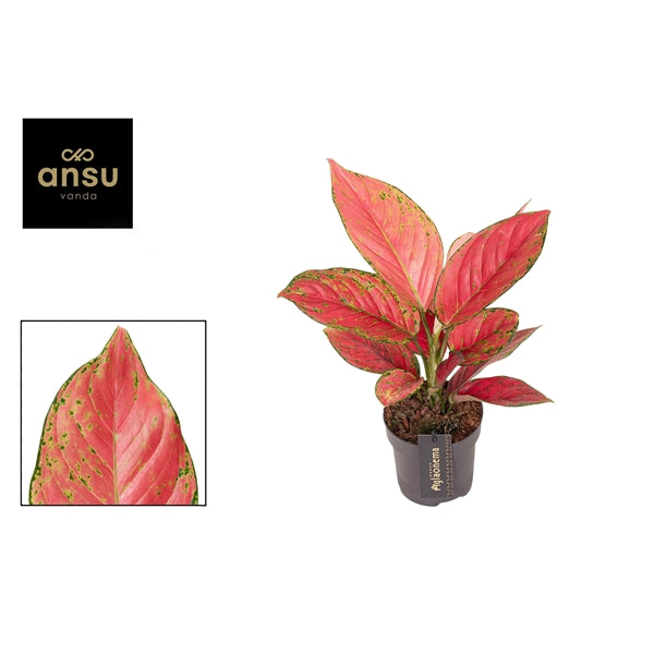 Aglaonema Ruby Love 12cm Houseplant