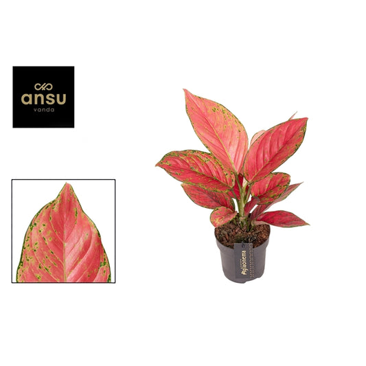 Aglaonema Ruby Love 12cm Houseplant