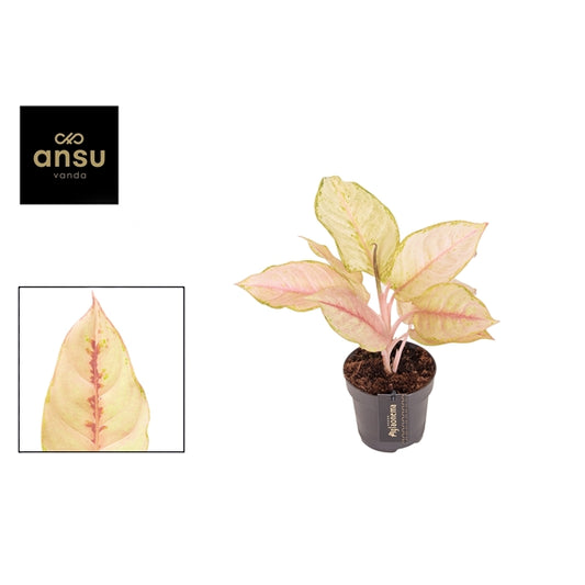 Aglaonema Corn Silk 12cm Houseplant